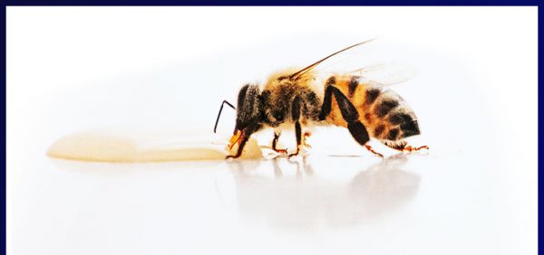 elixir-qbee-products2